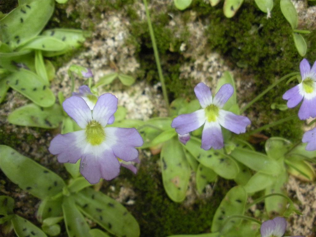 Pinguicula hirtiflora Ten. / Pinguicola a fiori irti